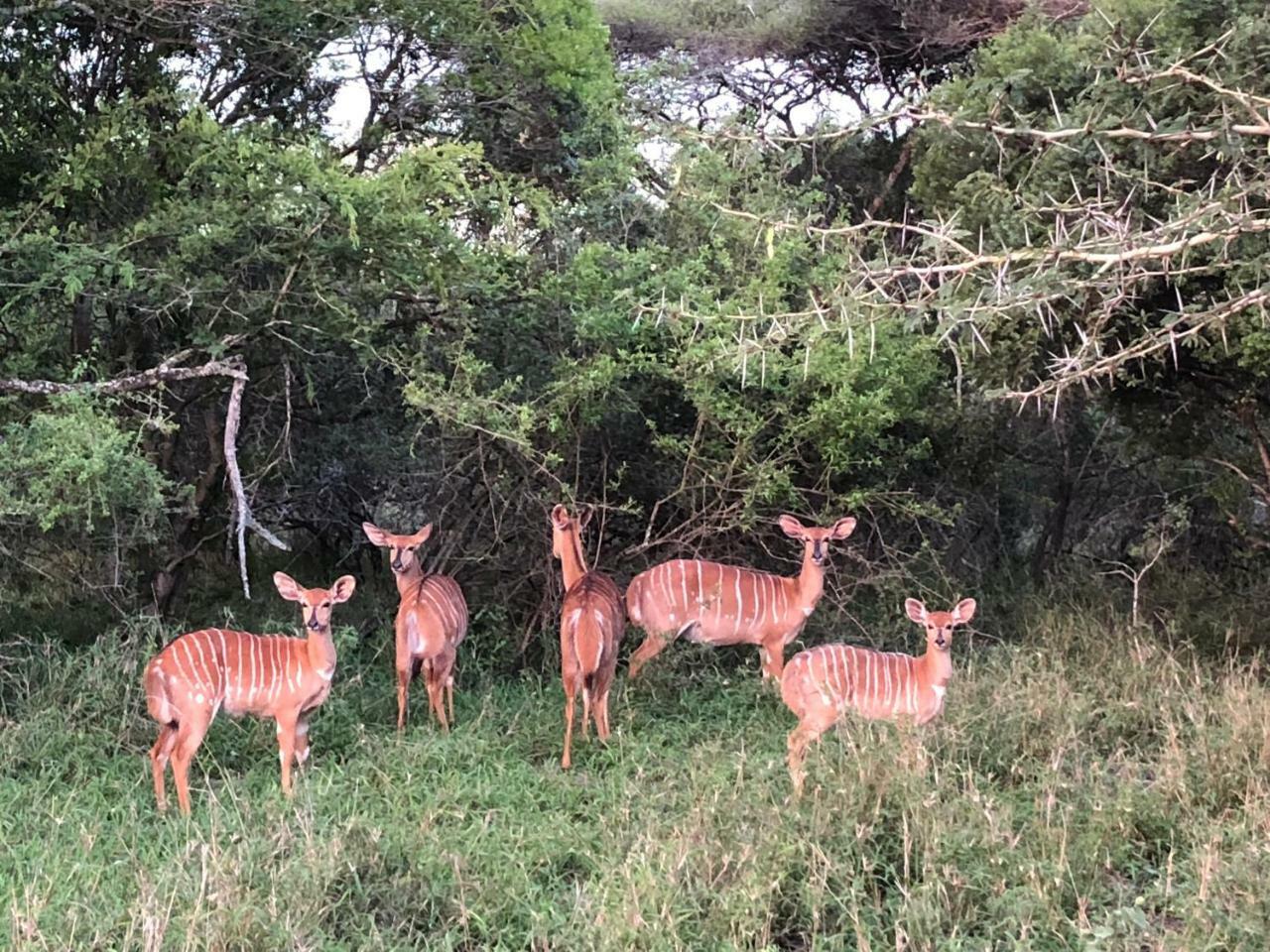 Msunduze River Lodge Mkuze Dış mekan fotoğraf