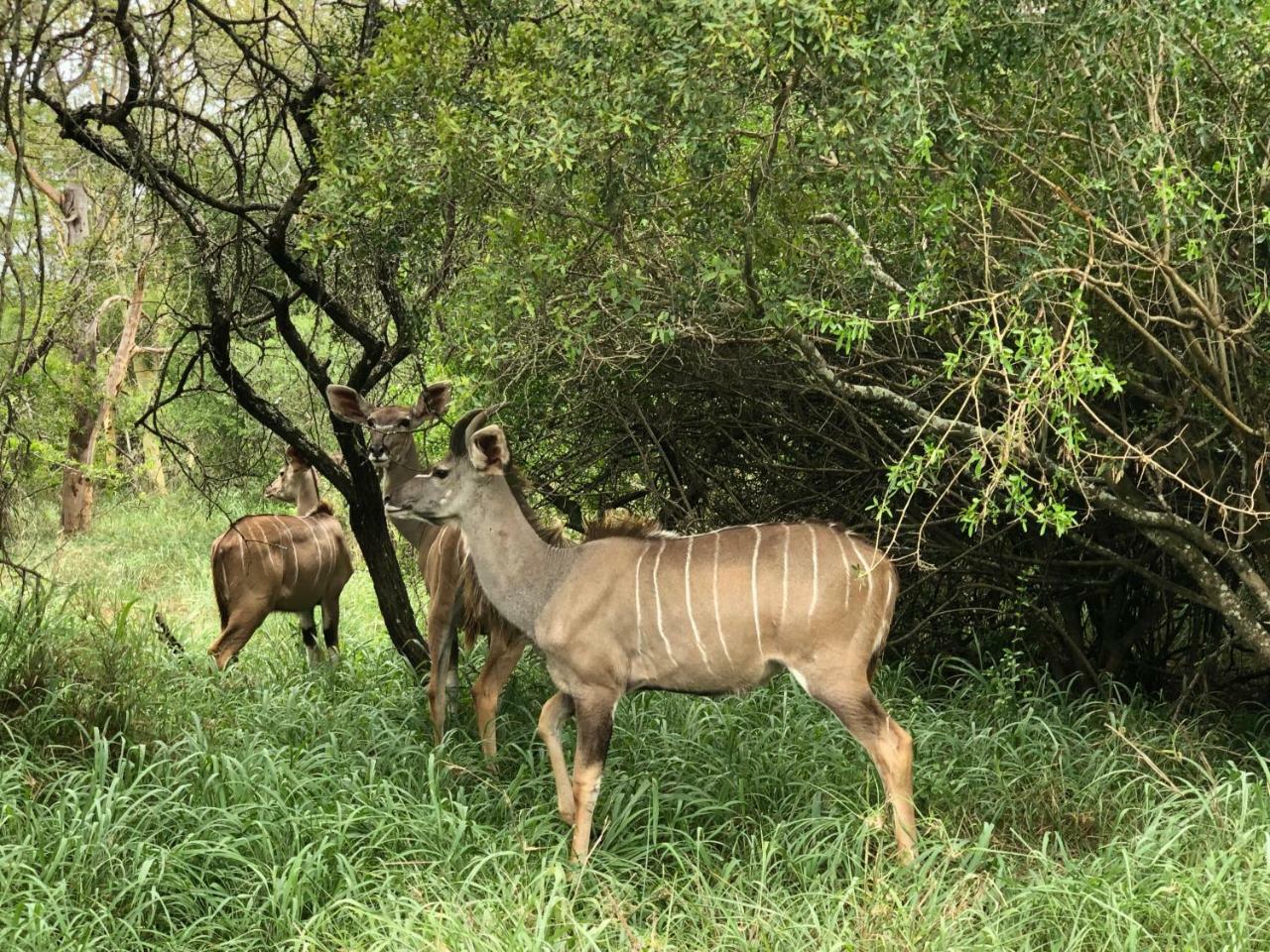 Msunduze River Lodge Mkuze Dış mekan fotoğraf